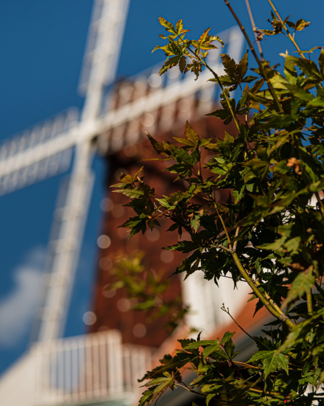 Zaandam